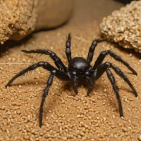 Cork-lid Trapdoor Spider (Aptostichus simus)