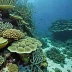 Cargados Carajos Shoals Reef