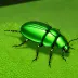Common European Glowworm
