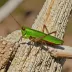 Corsican grasshopper (Chorthippus corsicus)