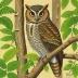 Comoro Scops-Owl