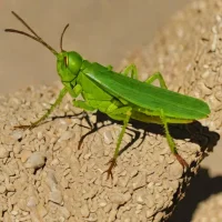 Chorthippus atlasi