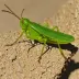 Chorthippus atlasi