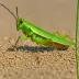 Chorthippus beianensis