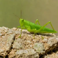 Chorthippus davatchii