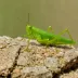 Chorthippus davatchii