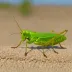 Chorthippus daweishanensis