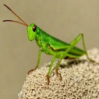 Chorthippus demokidovi