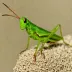 Chorthippus demokidovi
