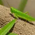 Chorthippus deqinensis