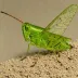Chorthippus dierli