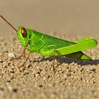 Confused grasshopper (Melanoplus confusus)