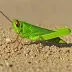 Confused grasshopper (Melanoplus confusus)