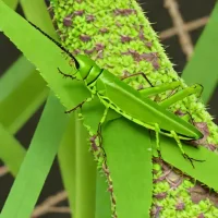 Common green grasshopper (Spathosternum prasiniferum)