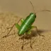 Canterbury knobbled weevil grasshopper (Brachaspis nivalis)