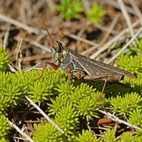 Common bog grasshopper (Phaulacridium marginale)