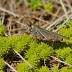 Common bog grasshopper (Phaulacridium marginale)