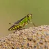 Common pygmy grasshopper (Tetrix subulata)