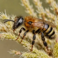 Common Mini Mining Bee (Andrena minutula)