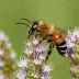 Clover Mining Bee (Andrena labialis)