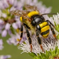 Common Yellow-face Bee (Hylaeus communis)