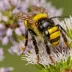 Common Yellow-face Bee (Hylaeus communis)