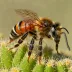 Centris pallida