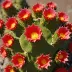 Crown Cactus (Rebutia minuscula)