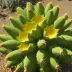 Coryphantha scheeri (Sheepnose Cactus)