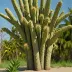 Consolea moniliformis (Prickly Pole)