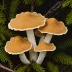 Confluent Polypore