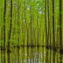 Congaree Swamp