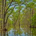 Caddo Lake