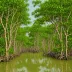 Coringa Mangroves