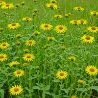 Cup Plant