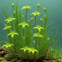 Common Bladderwort
