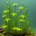 Common Bladderwort