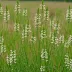Culver's Root