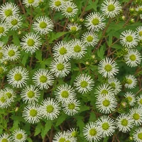 Calico Aster