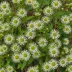 Calico Aster
