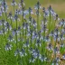 Common Camas