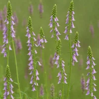 Climbing Fumitory