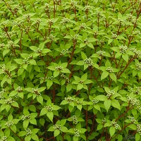 Cornus sericea