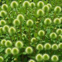 Cephalanthus occidentalis
