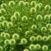 Cephalanthus occidentalis
