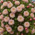 Camellia japonica