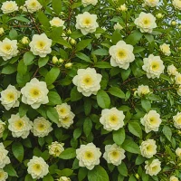 Camellia sinensis