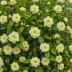 Camellia sinensis