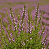 Calluna vulgaris