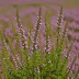 Calluna vulgaris